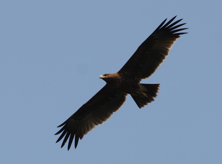 Indian Spotted Eagle - ML117139661