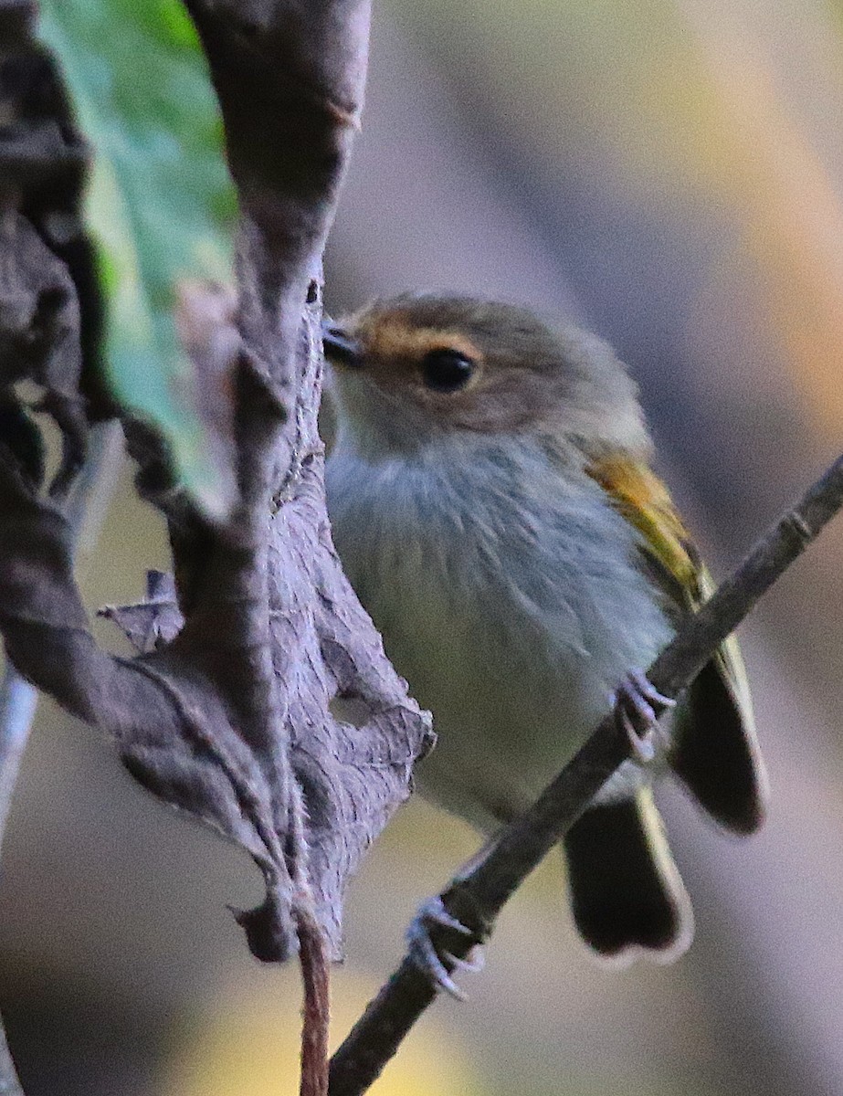 Rusty-fronted Tody-Flycatcher - Anonymous