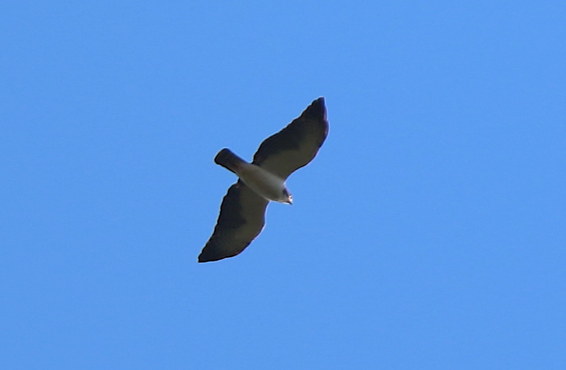 Short-tailed Hawk - ML117141661
