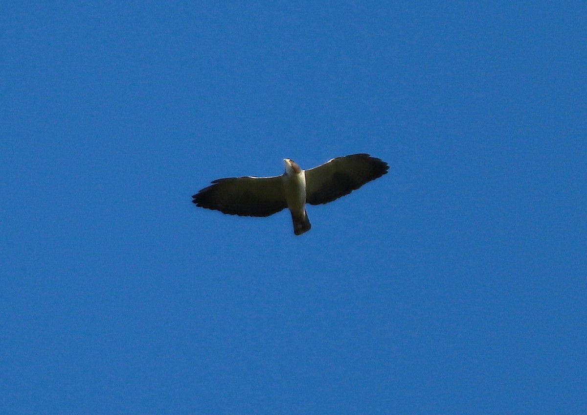 Short-tailed Hawk - ML117141671
