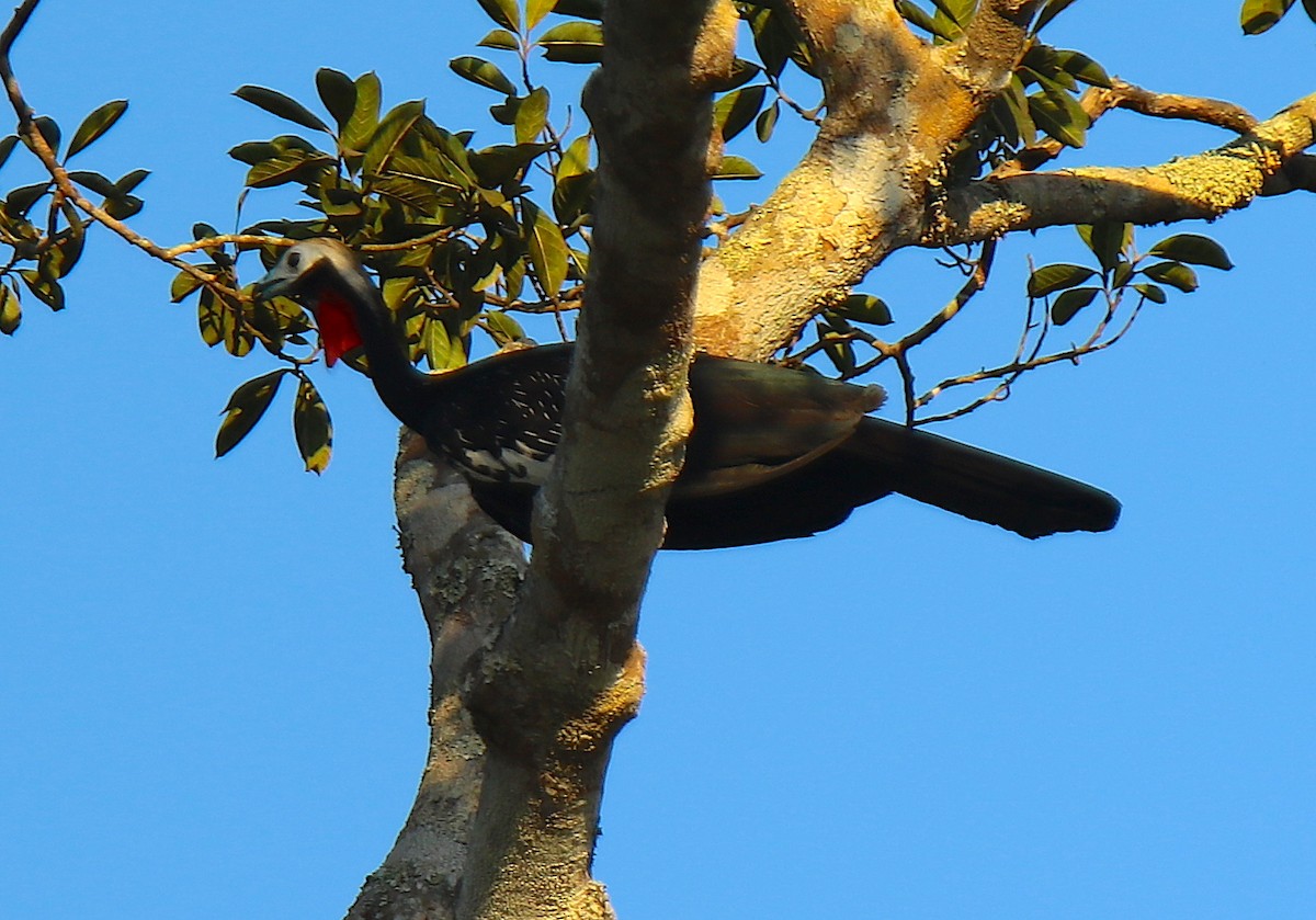 Red-throated Piping-Guan - ML117141751