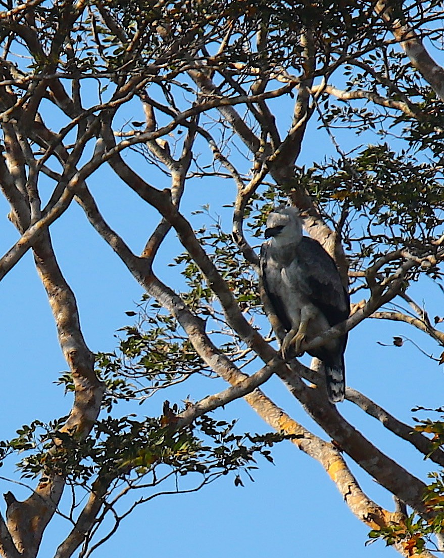 Harpy Eagle - Anonymous