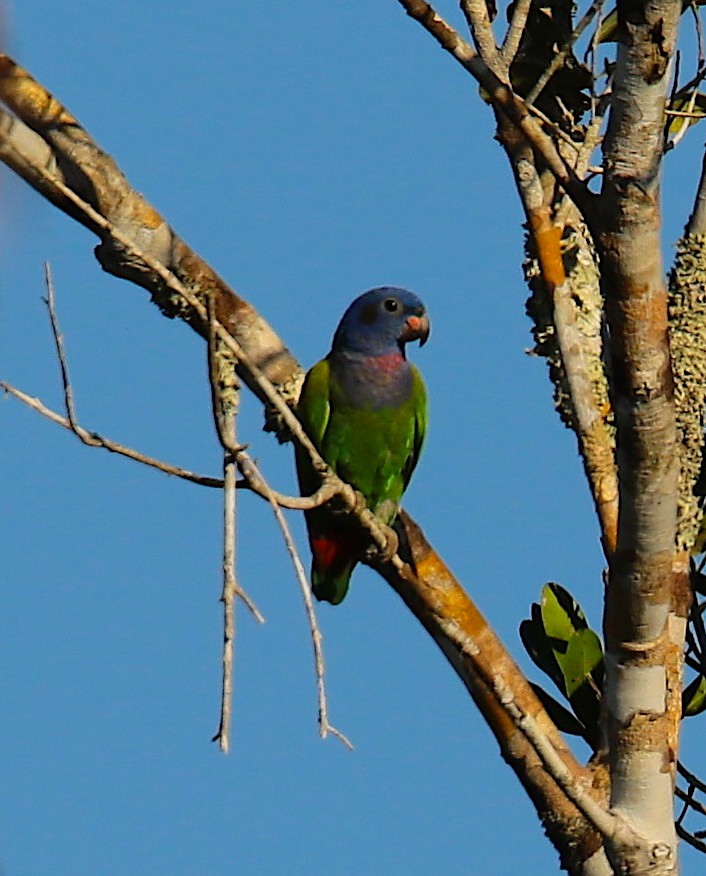 Blue-headed Parrot - ML117144361