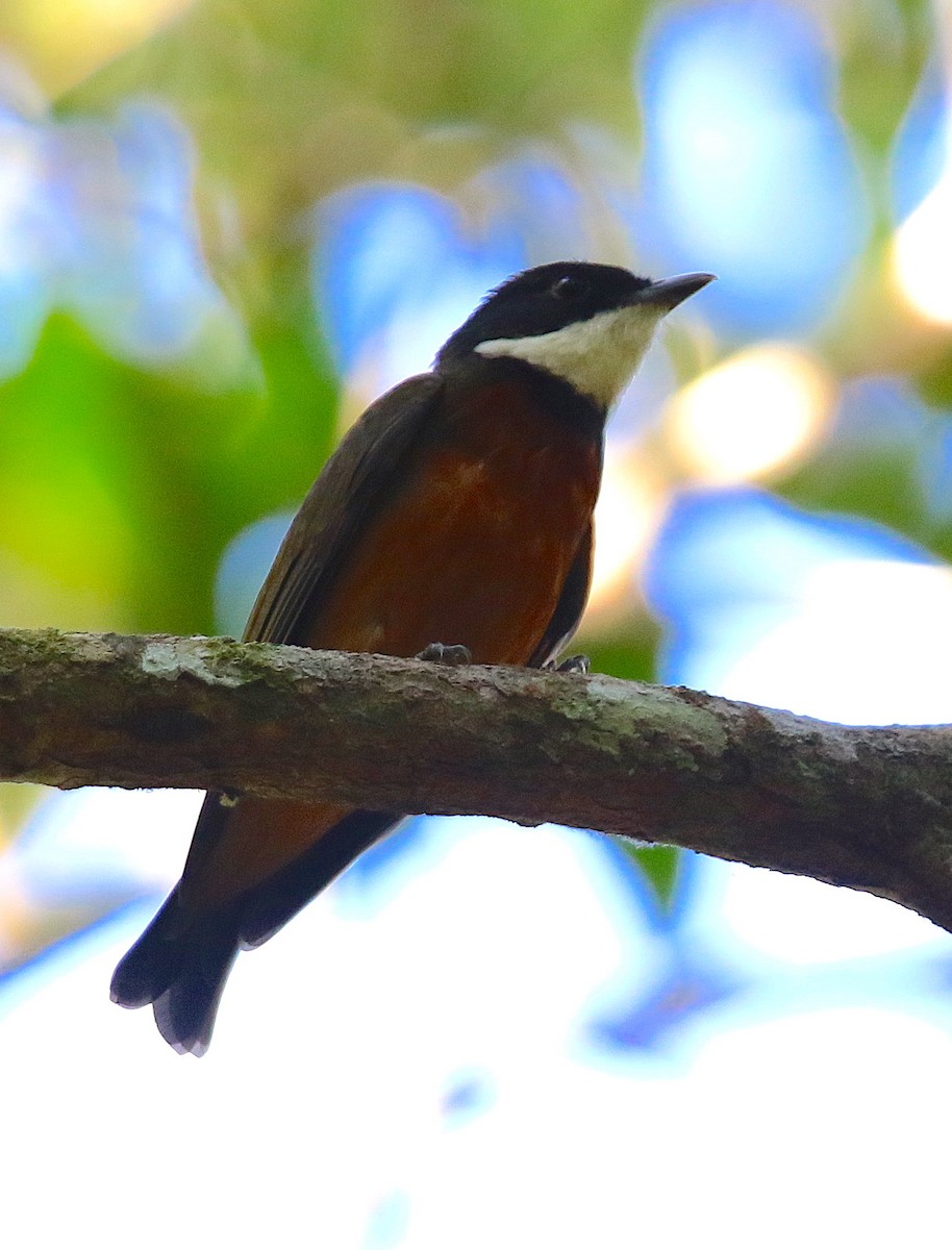 Flame-crowned Manakin - Anonymous