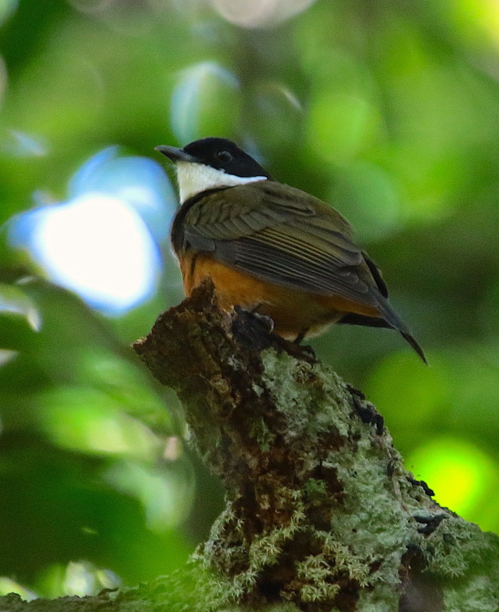 Flame-crowned Manakin - Anonymous