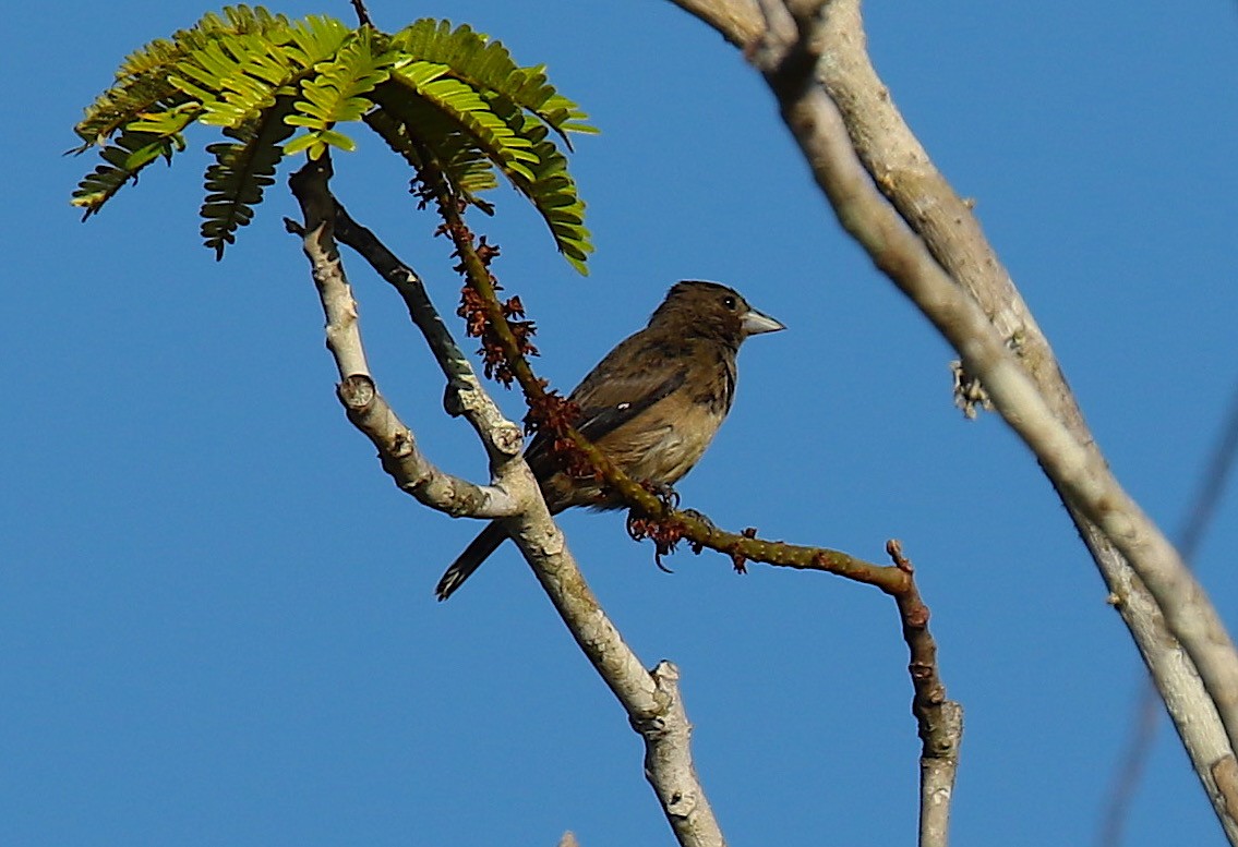 Cone-billed Tanager - Anonymous