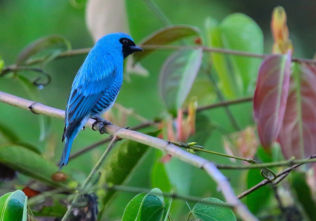 Swallow Tanager - ML117144741