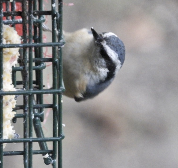 Red-breasted Nuthatch - ML117144781