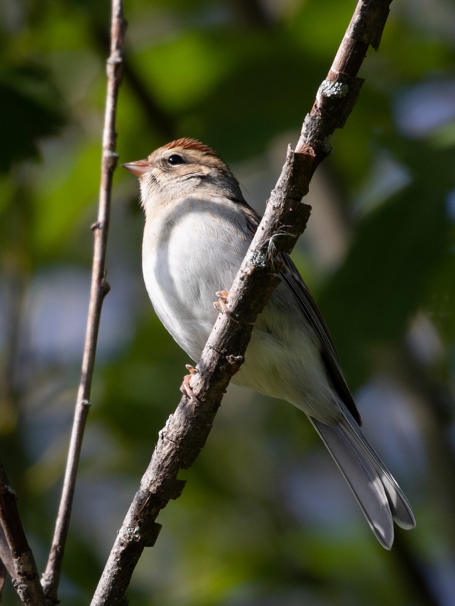 Chipping Sparrow - ML117145291