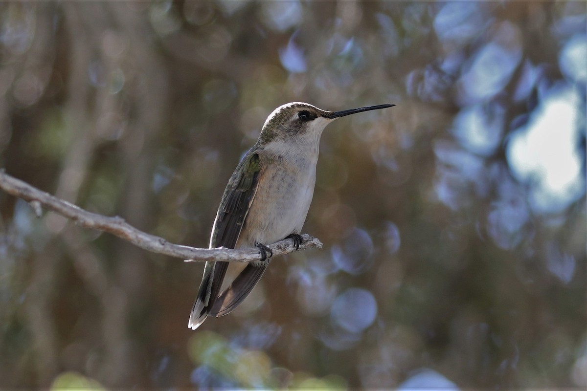 Black-chinned Hummingbird - Laura Ellis