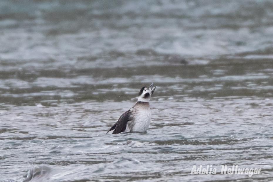Long-tailed Duck - ML117152201