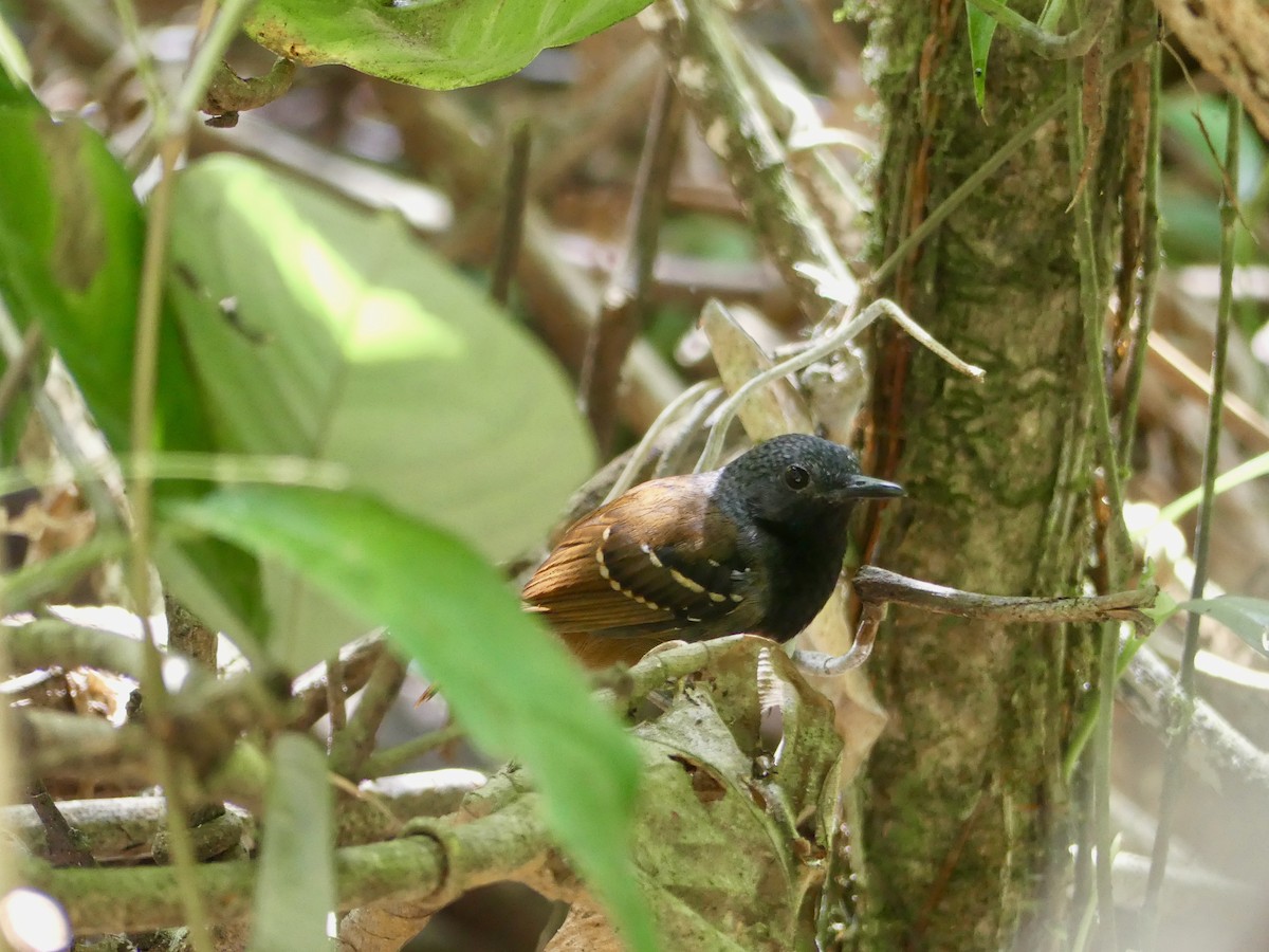 Chestnut-tailed Antbird - ML117154691
