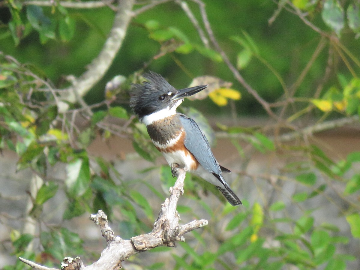 Belted Kingfisher - Mark Goodwin