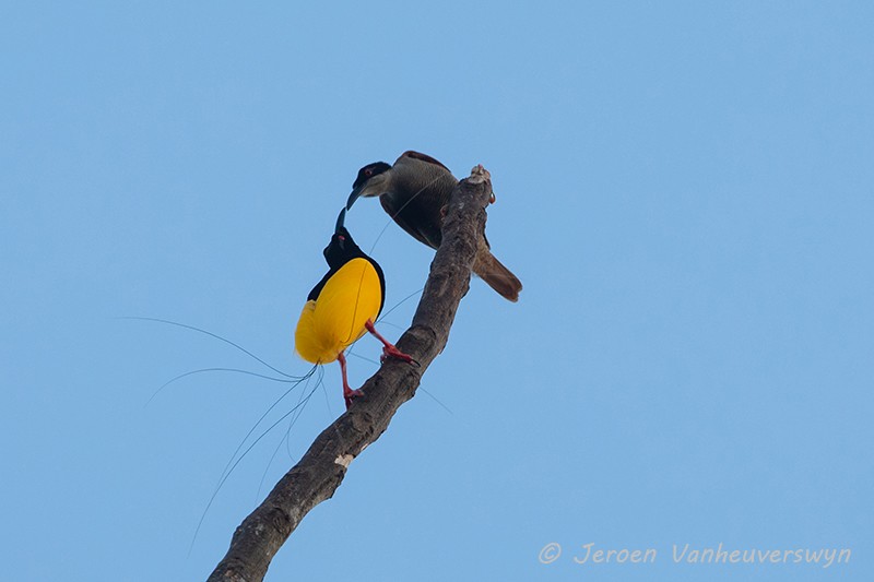 Twelve-wired Bird-of-Paradise - Jeroen Vanheuverswyn