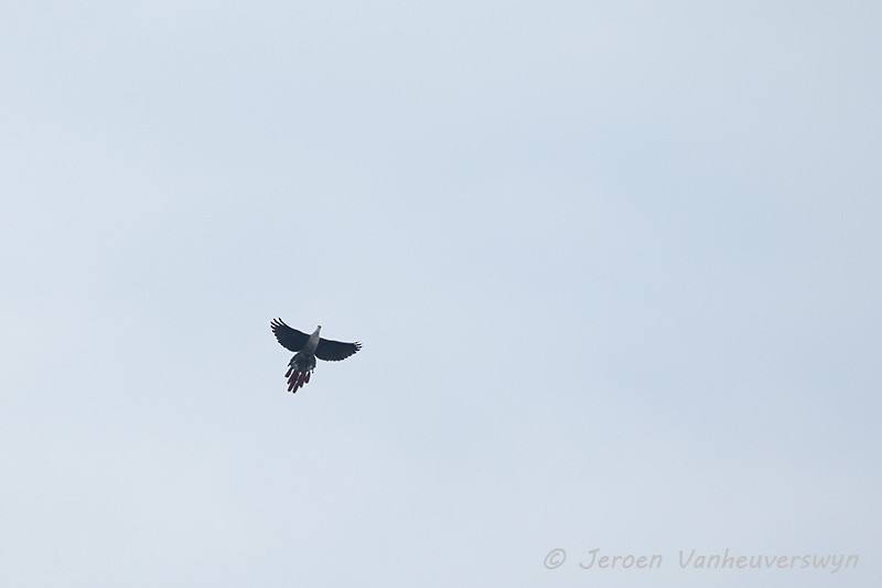 Great Cuckoo-Dove - Jeroen Vanheuverswyn