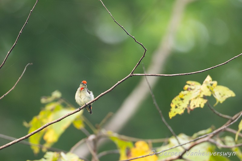 Red-capped Flowerpecker - Jeroen Vanheuverswyn