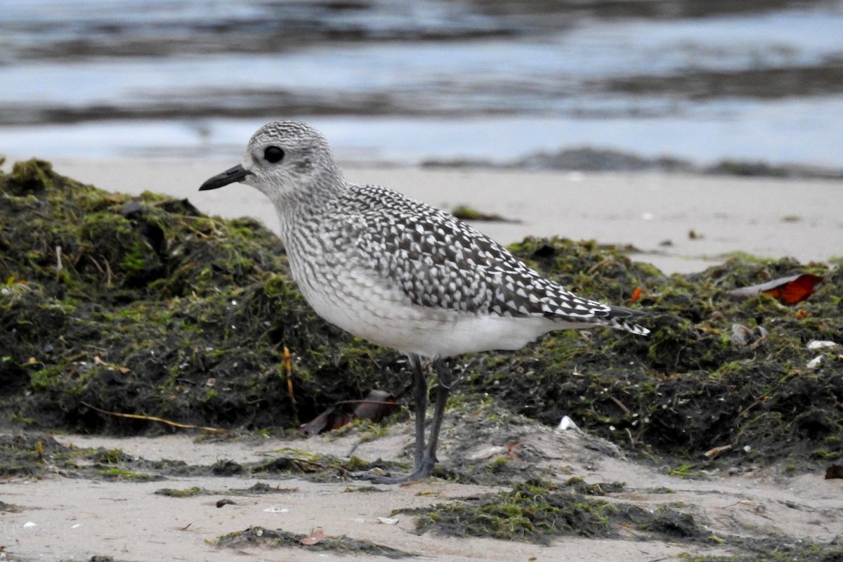 Black-bellied Plover - Terry Walsh