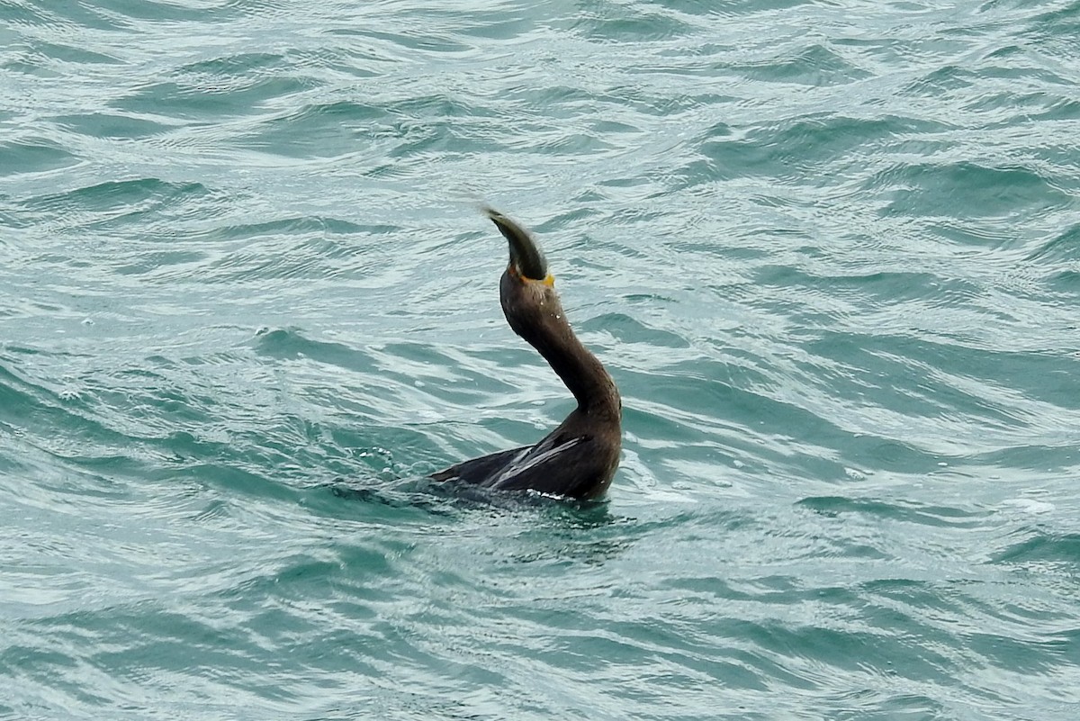 Double-crested Cormorant - Terry Walsh