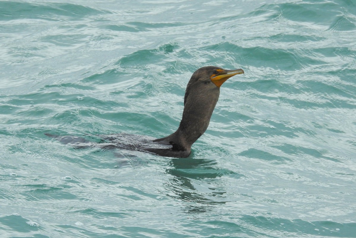 Double-crested Cormorant - Terry Walsh