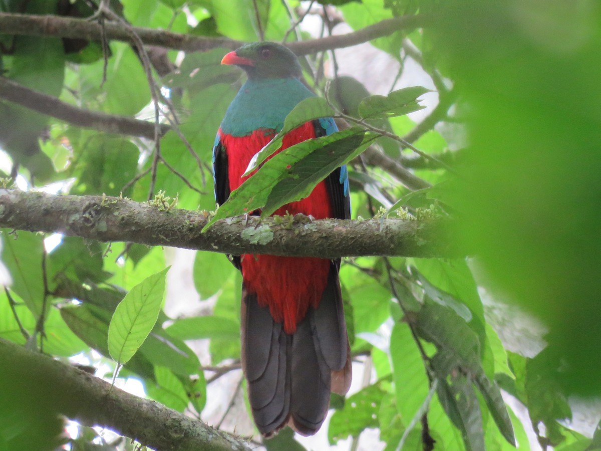 Quetzal pavonin - ML117159921