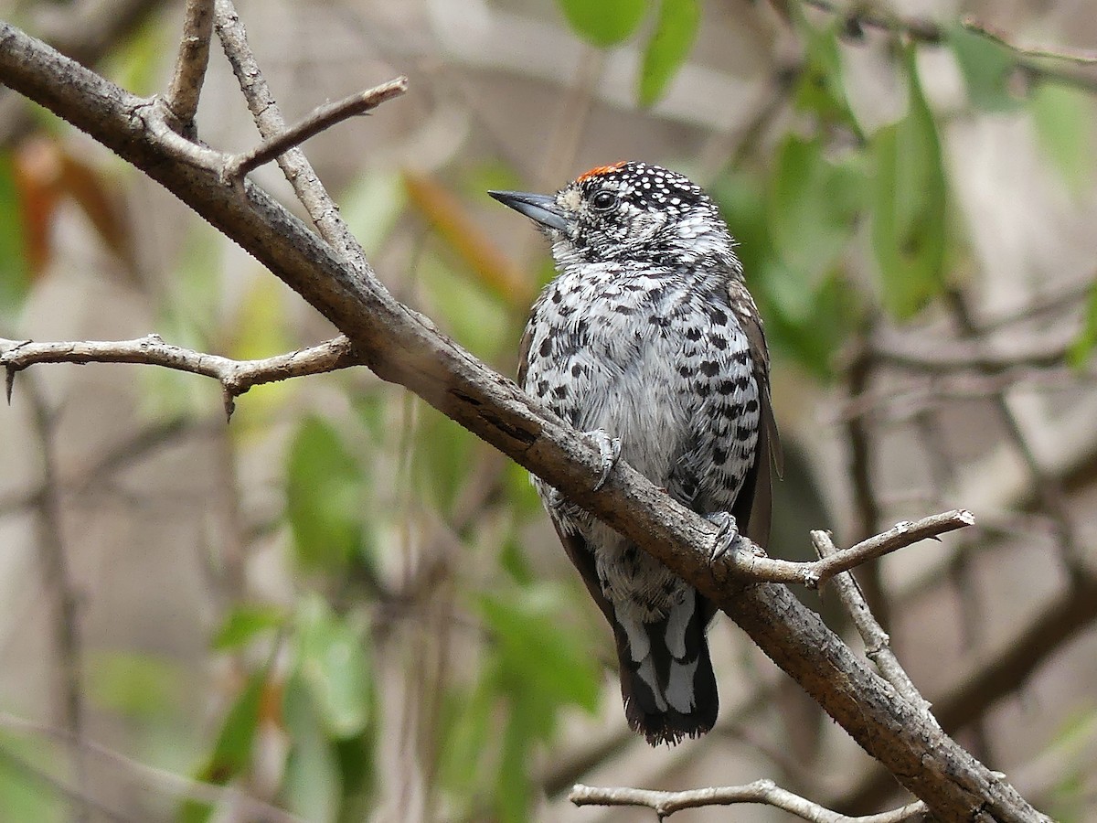 White-barred Piculet - ML117159971