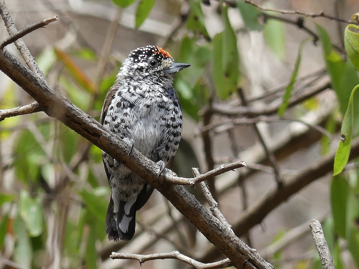 White-barred Piculet - ML117160031