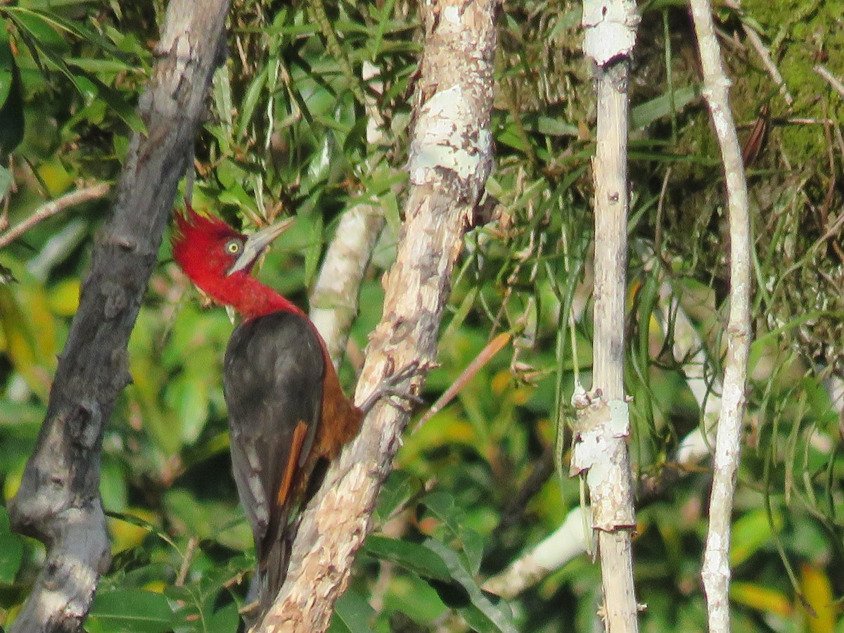 Red-necked Woodpecker - Craig Caldwell