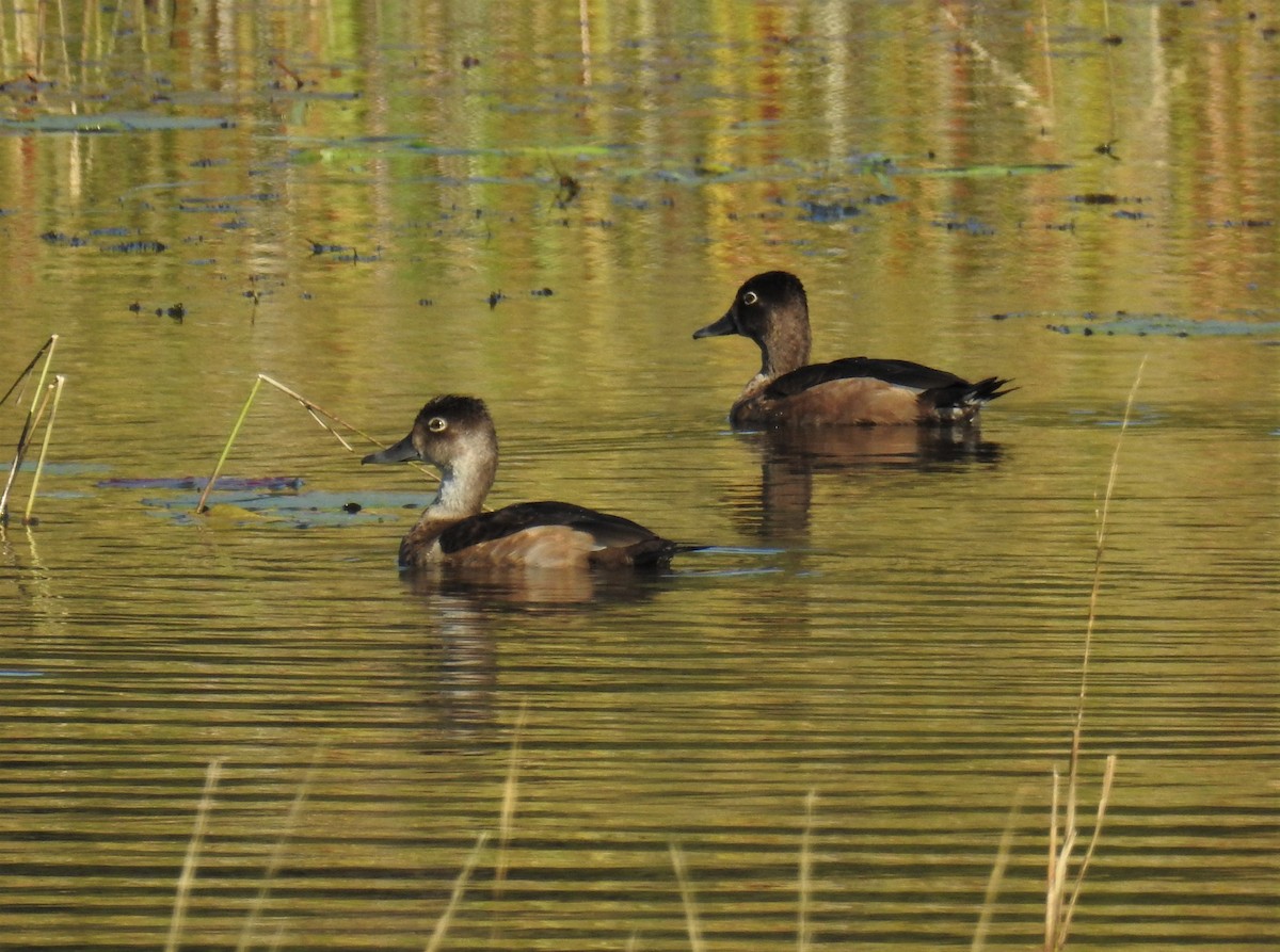Ring-necked Duck - Bob Saunders