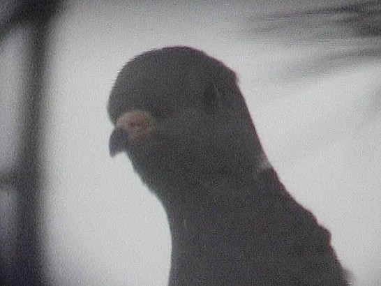 Band-tailed Pigeon - David Beadle
