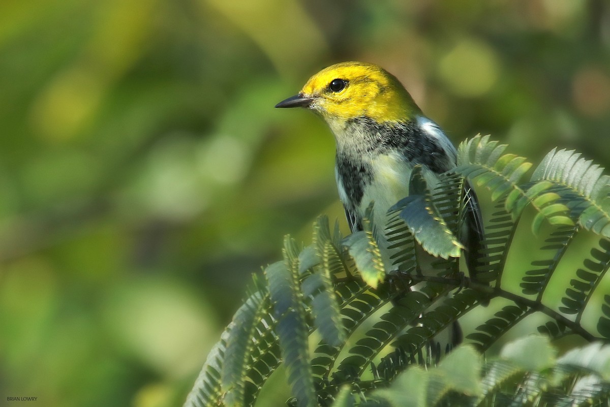 Black-throated Green Warbler - Brian Lowry