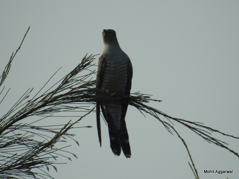 Common Cuckoo - Mohit Aggarwal