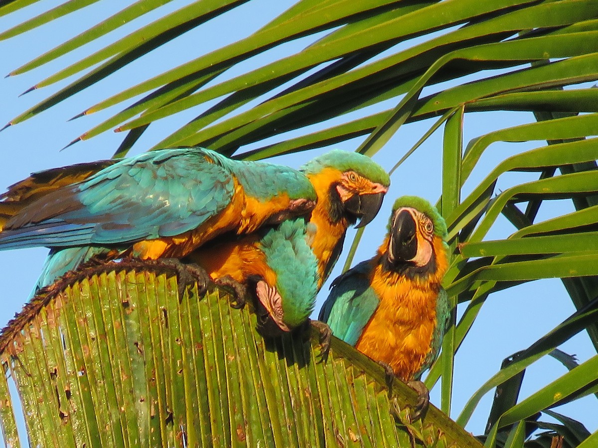 Blue-and-yellow Macaw - Craig Caldwell