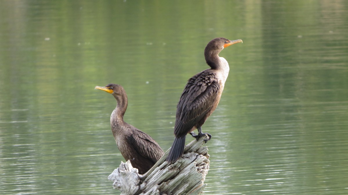 Double-crested Cormorant - Mark Gorges