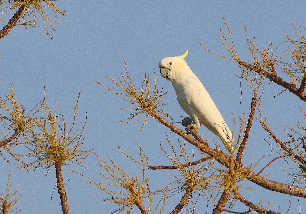 Yellow-crested Cockatoo - Tim Avery