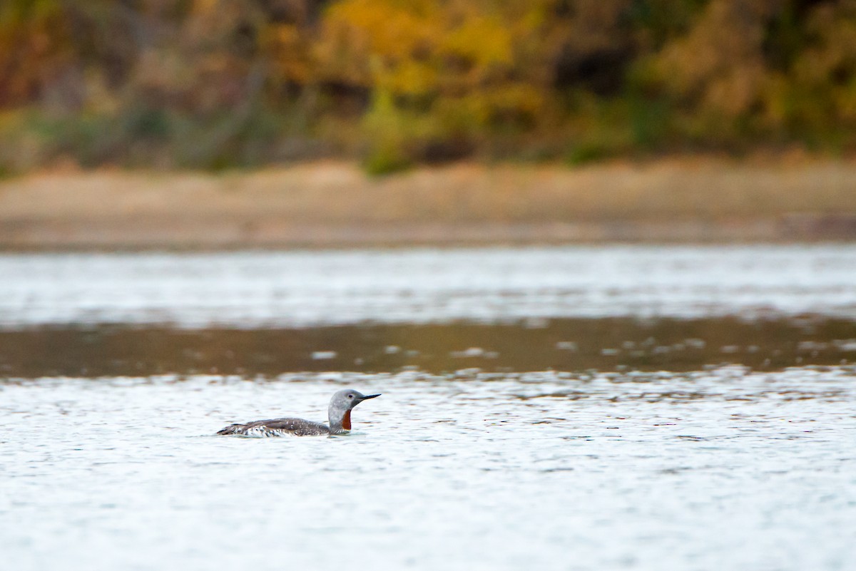 Red-throated Loon - ML117166911
