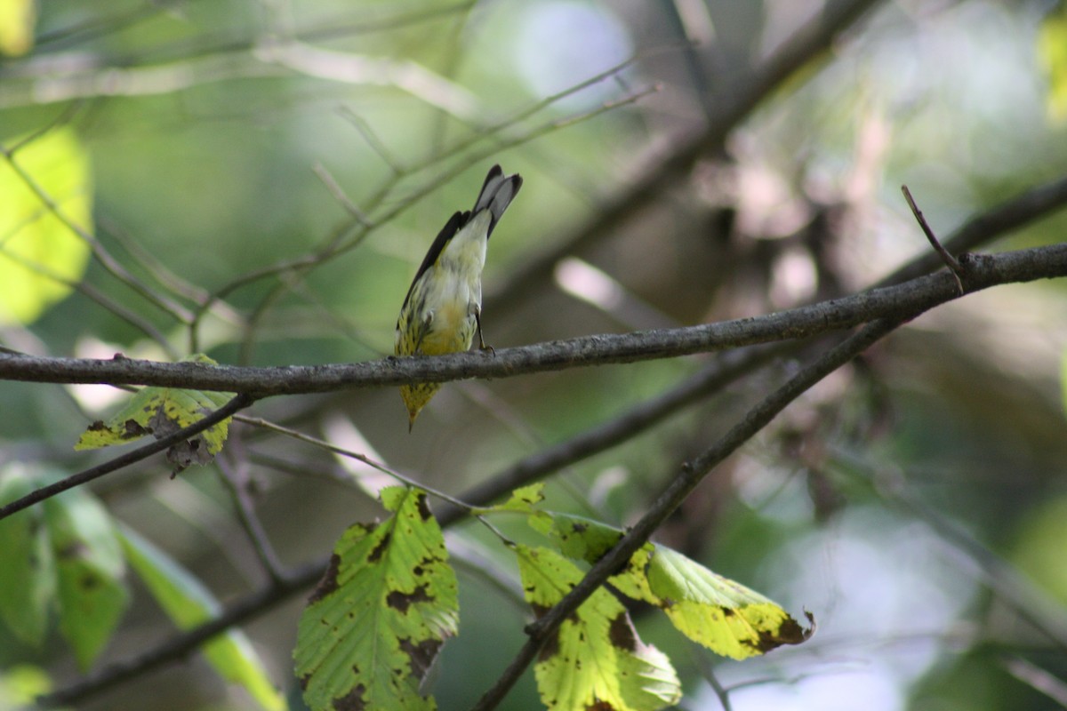 Cape May Warbler - Stollery & Flood