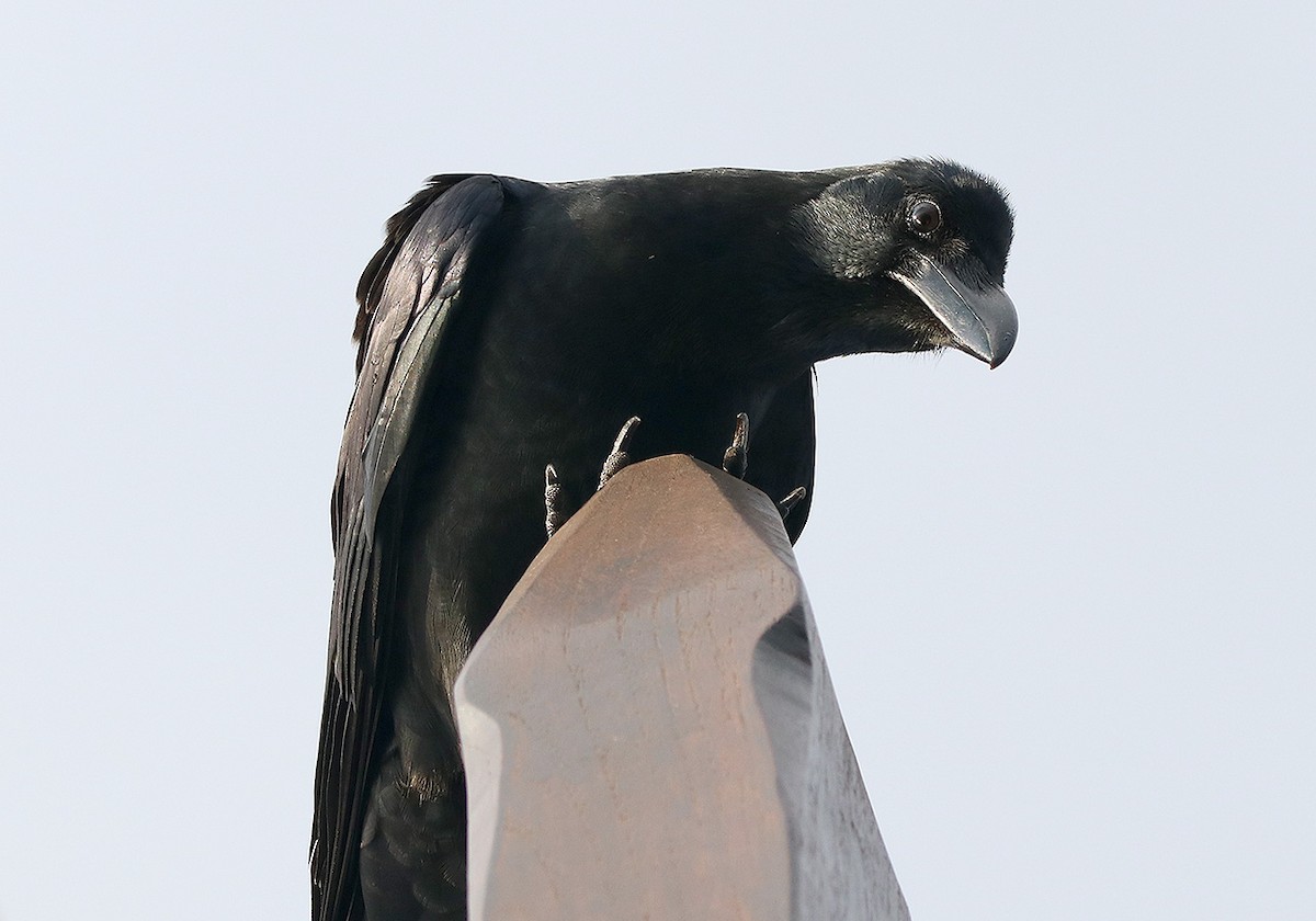 Large-billed Crow - ML117169861