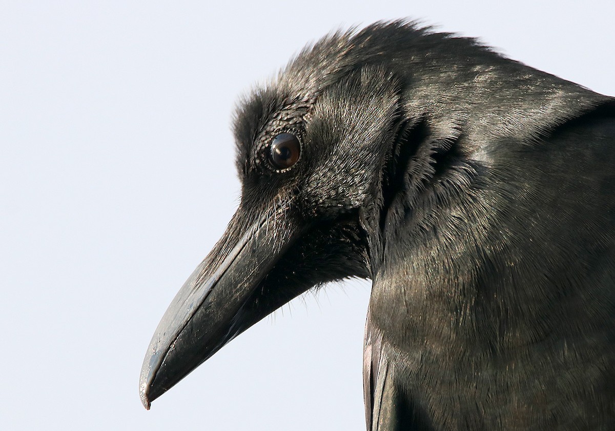 Large-billed Crow - ML117169871