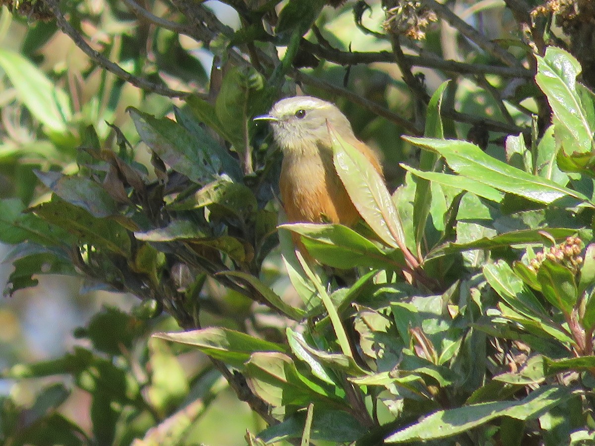 Brown-backed Chat-Tyrant - ML117170671