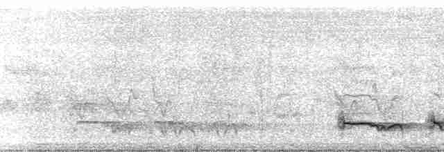 Kaatinga Pufkuşu (maculatus) - ML117172