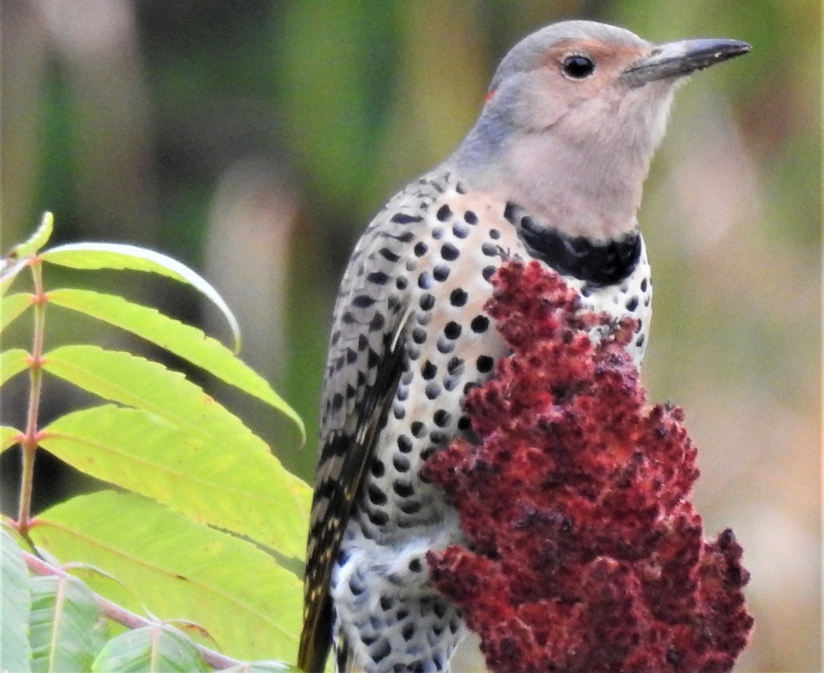 Northern Flicker (Yellow-shafted) - ML117173671