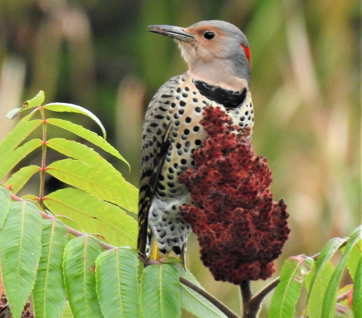 Northern Flicker (Yellow-shafted) - ML117173681