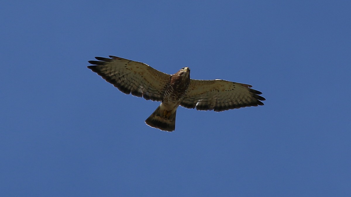 Broad-winged Hawk - ML117186221