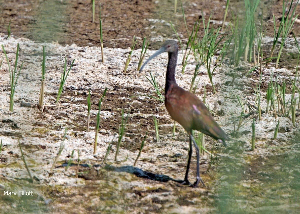 ibis americký - ML117190171