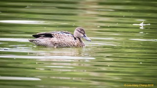 Blue-winged Teal, ML117192091
