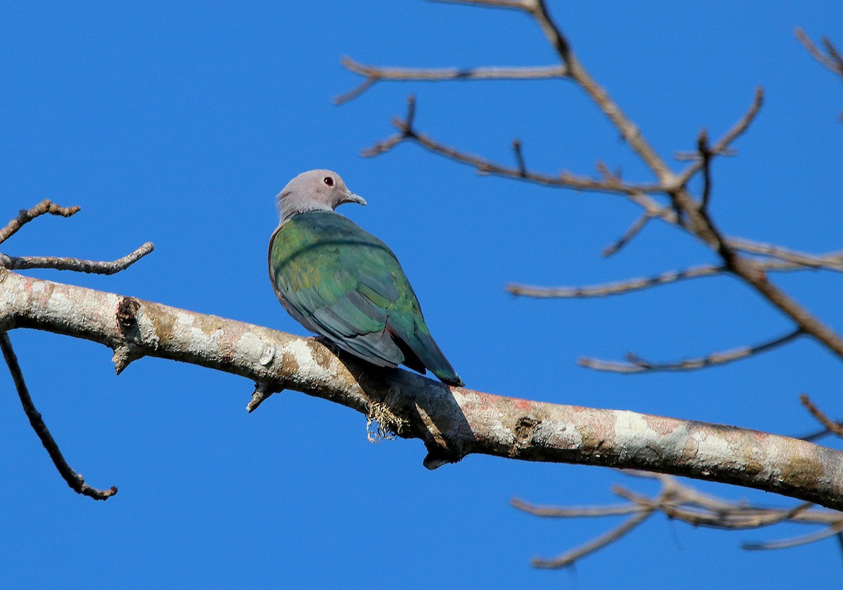 Green Imperial-Pigeon - ML117192621