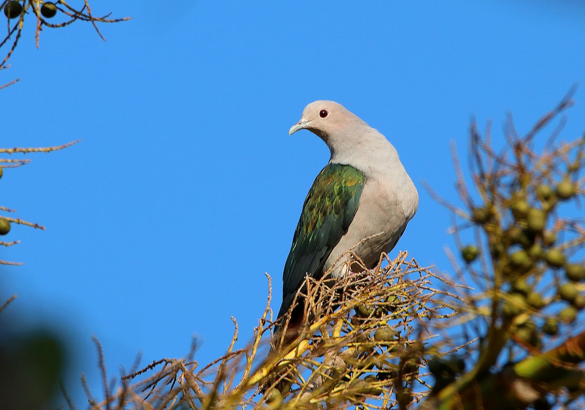 Green Imperial-Pigeon - ML117192631