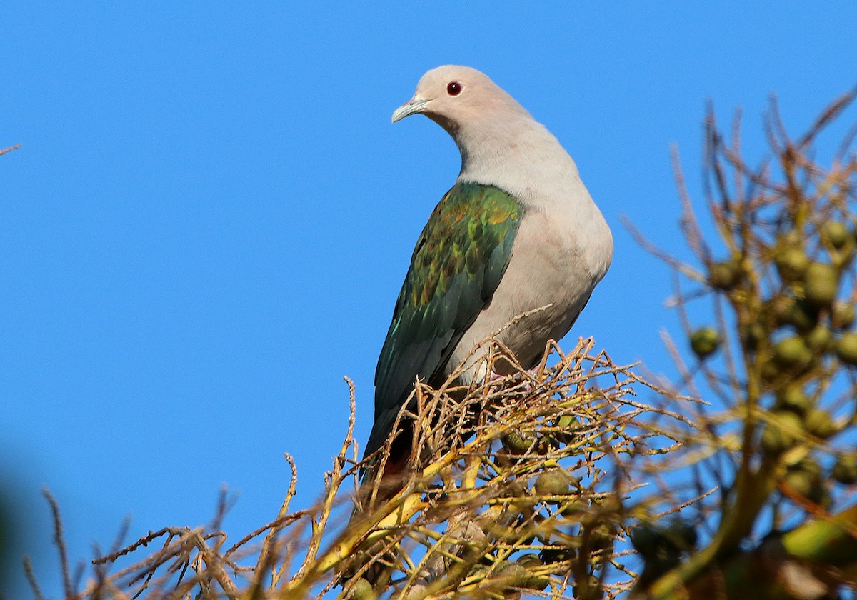 Green Imperial-Pigeon - ML117192641