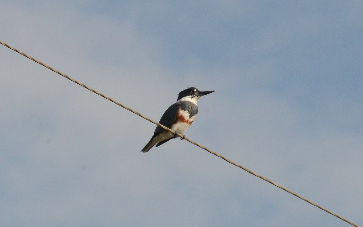 Belted Kingfisher - ML117193531