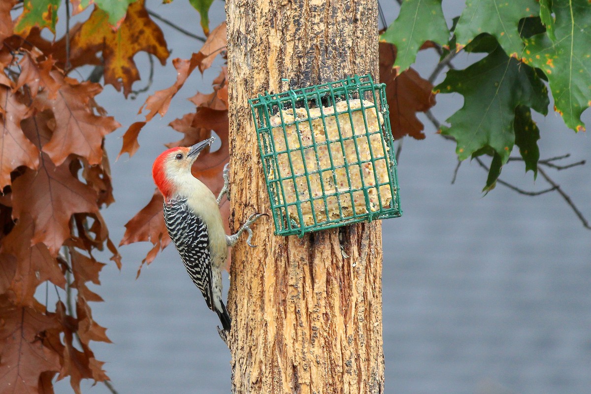 Red-bellied Woodpecker - Eric Zawatski